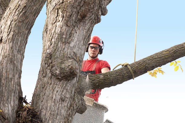 Leaf Removal in Harrison, NY